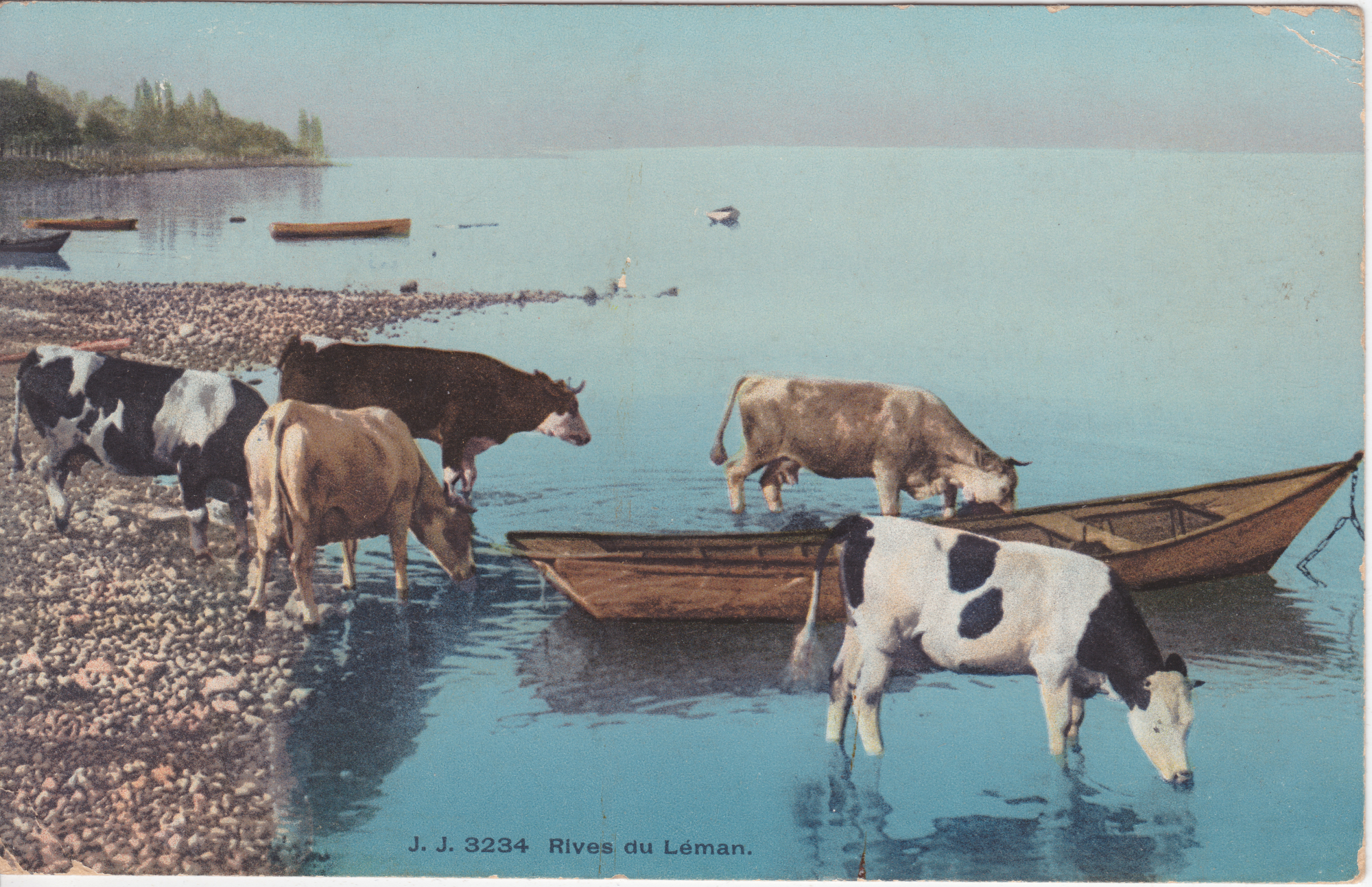 1908 - Vaches s'abreuvant dans le Léman