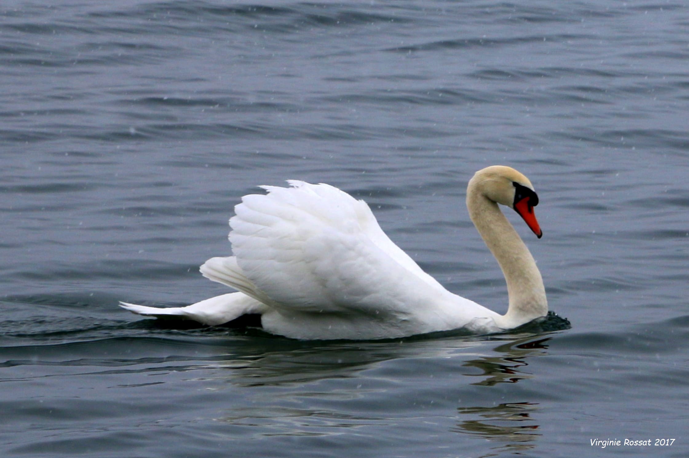 Un cygne sur le lac Léman (source : Virginie Rossat 2017)