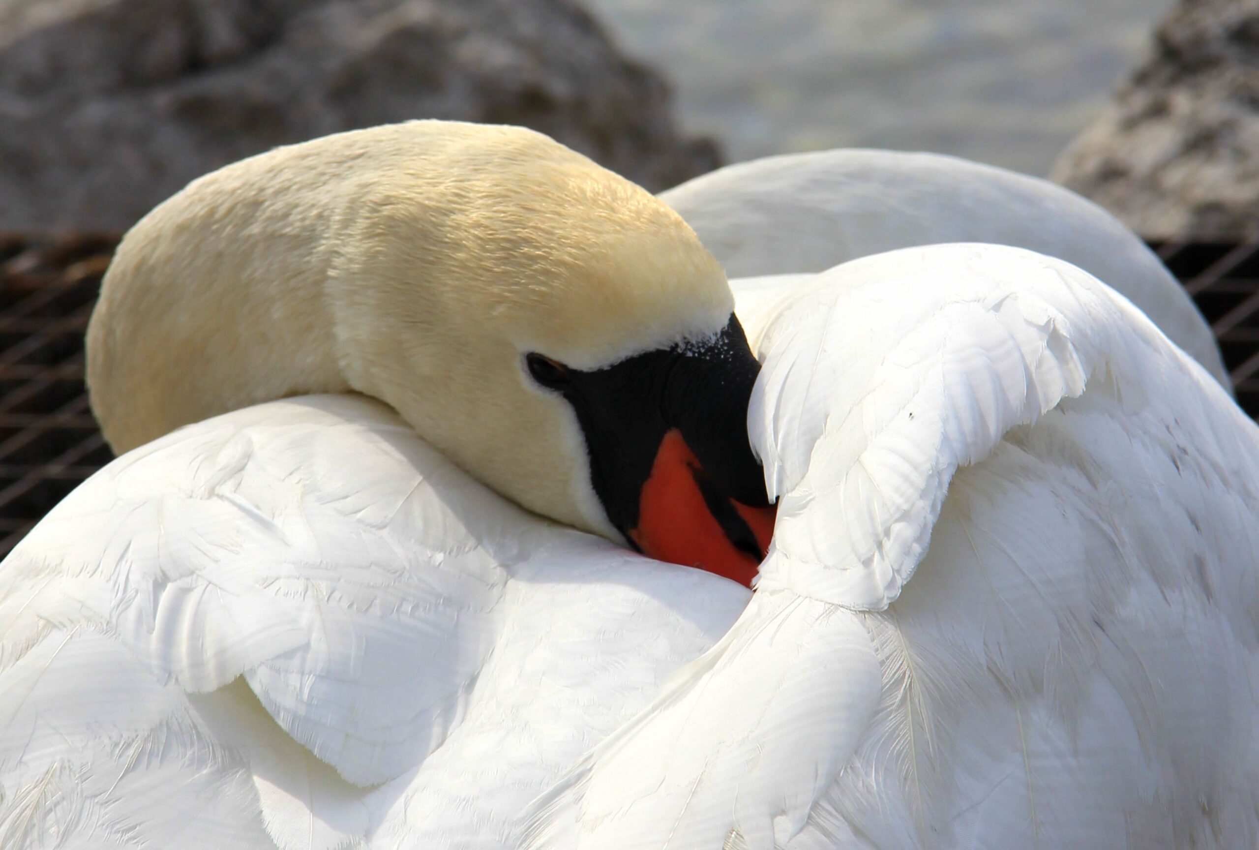 Photographie de deux cygnes entrelacées au bord du lac Léman.