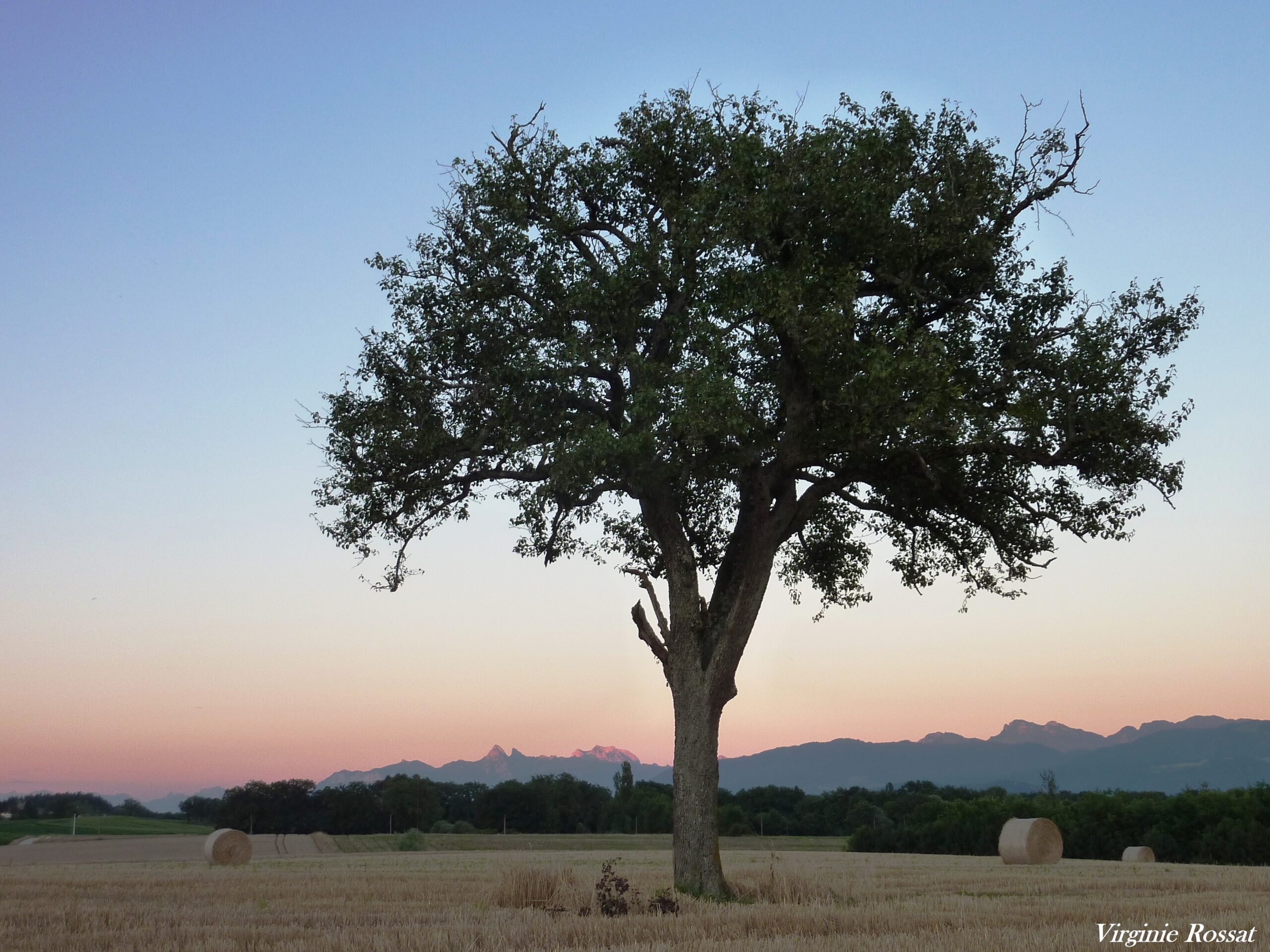 Un arbre dans un champ au alentour de Messery