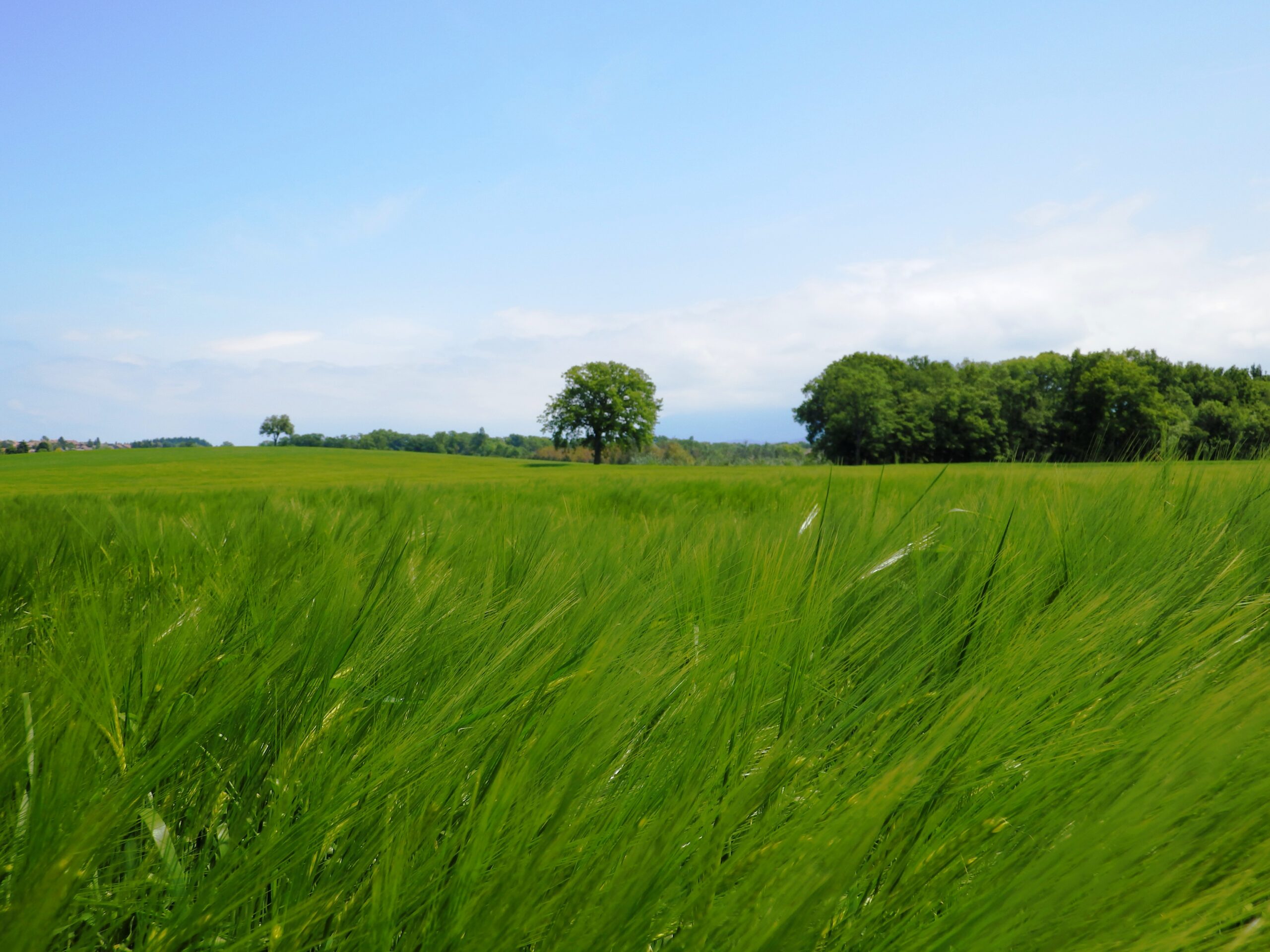 Vue d'un champ aux alentours de Messery