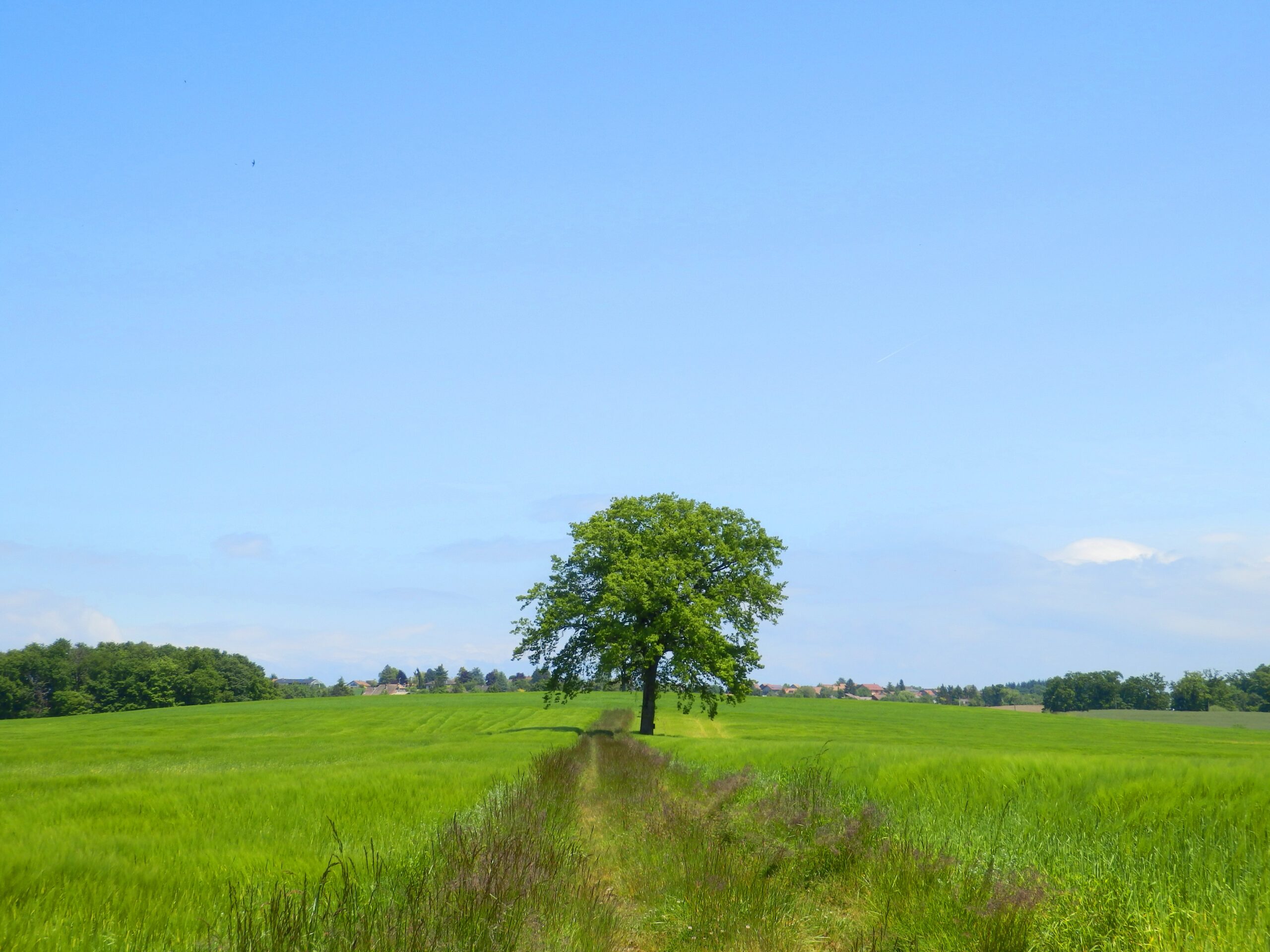 Un arbre dans un champ