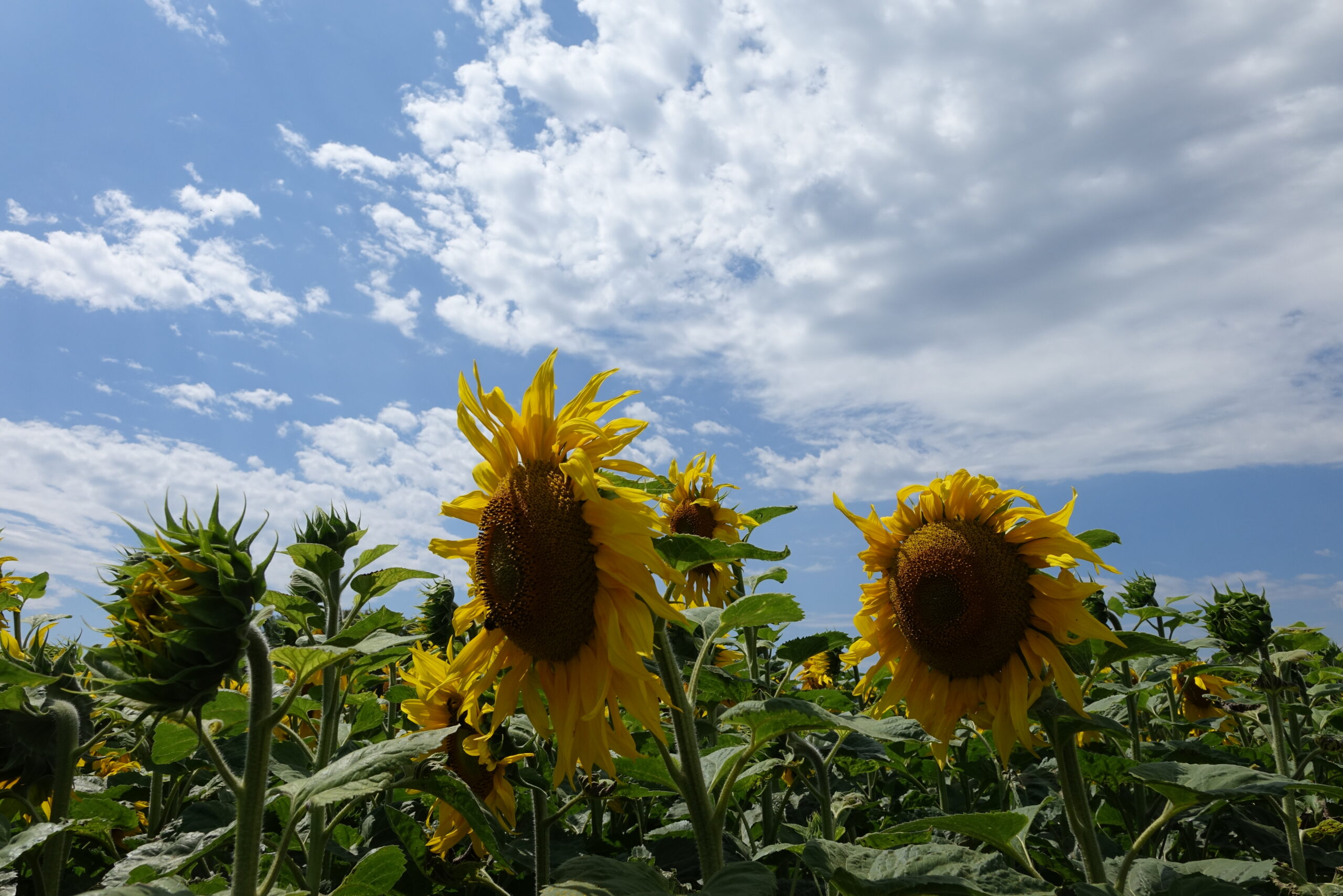 Des tournesols