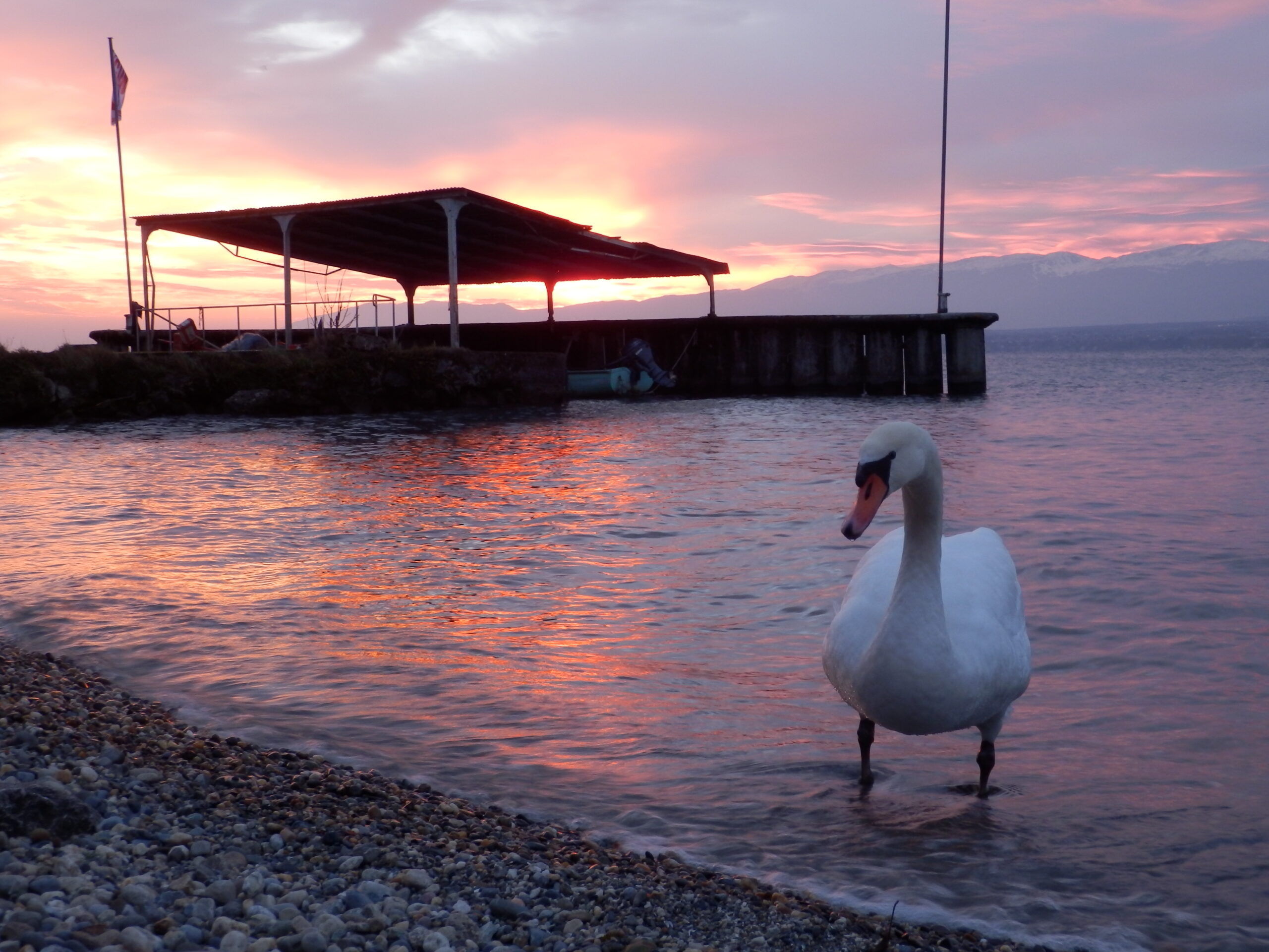 Vue du Lac Léman et d'un cygne