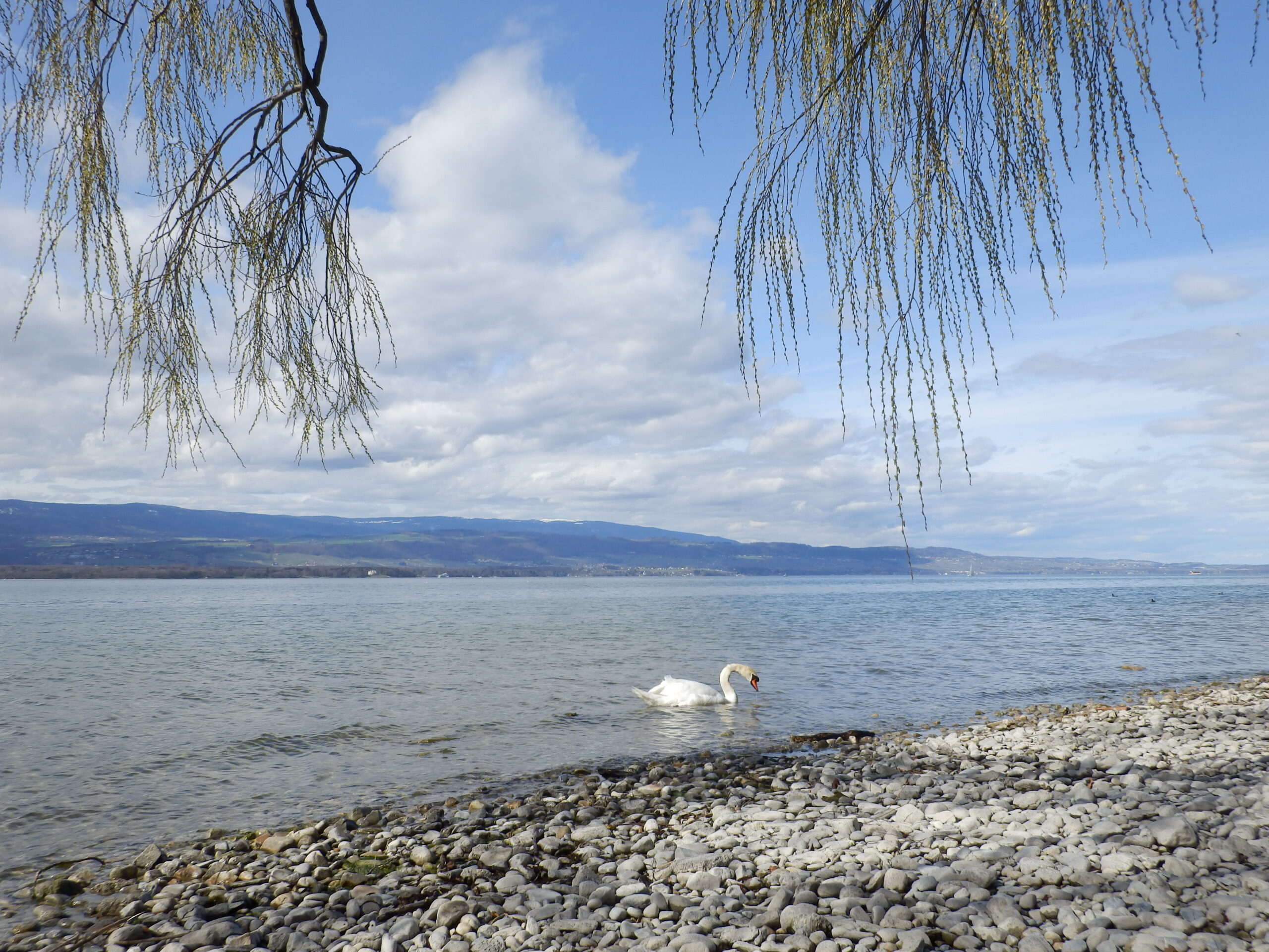 Un cygne sur le lac Léman