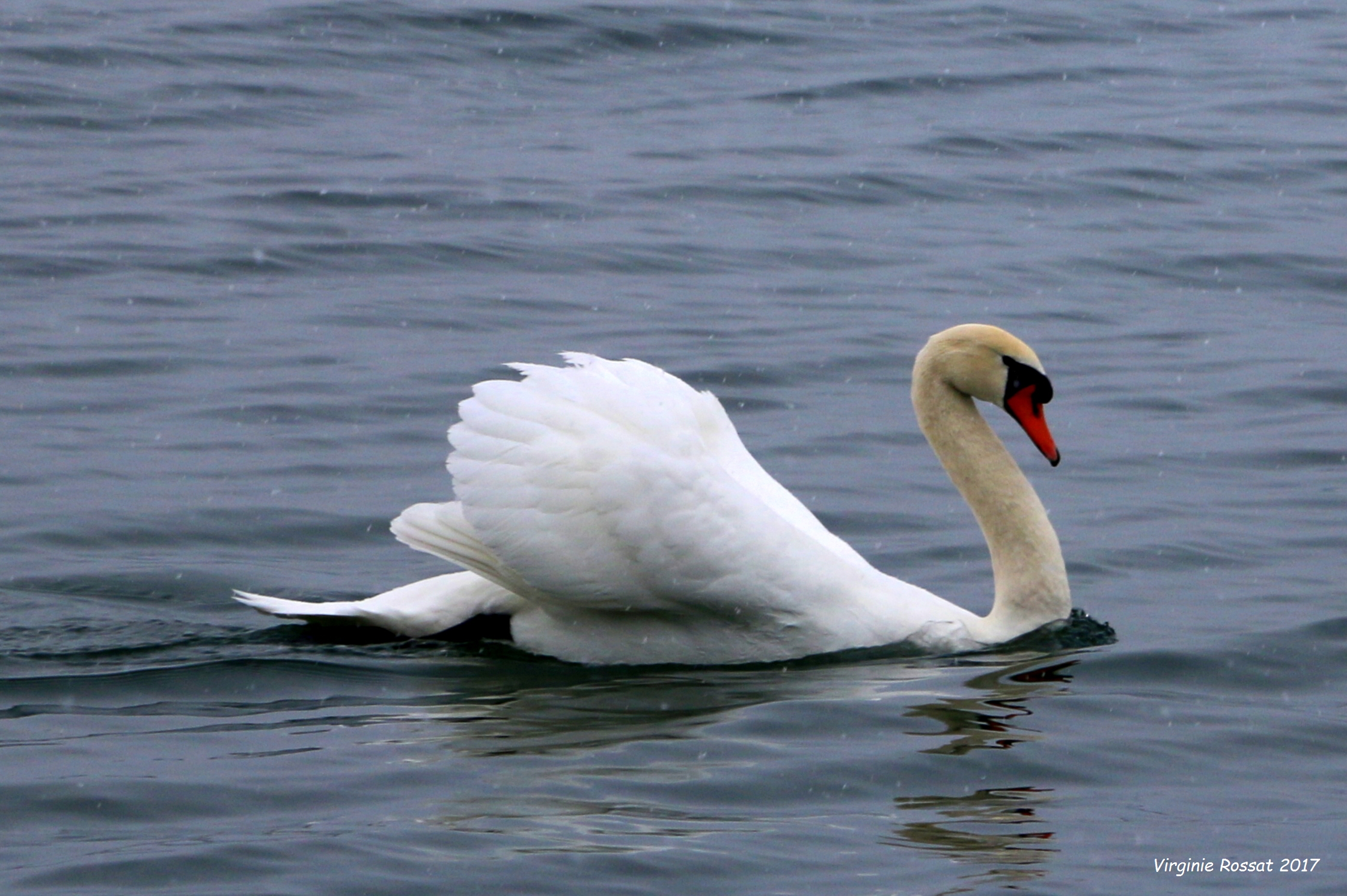 Un cygne sur le lac Léman